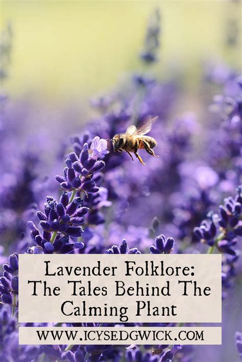 How to Incorporate Lavender into Your Magical Practices